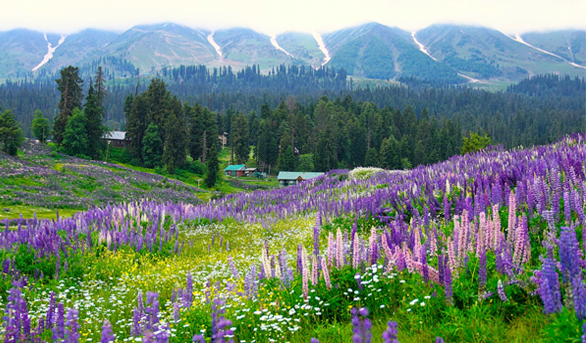 Kashmir Cheap Tour